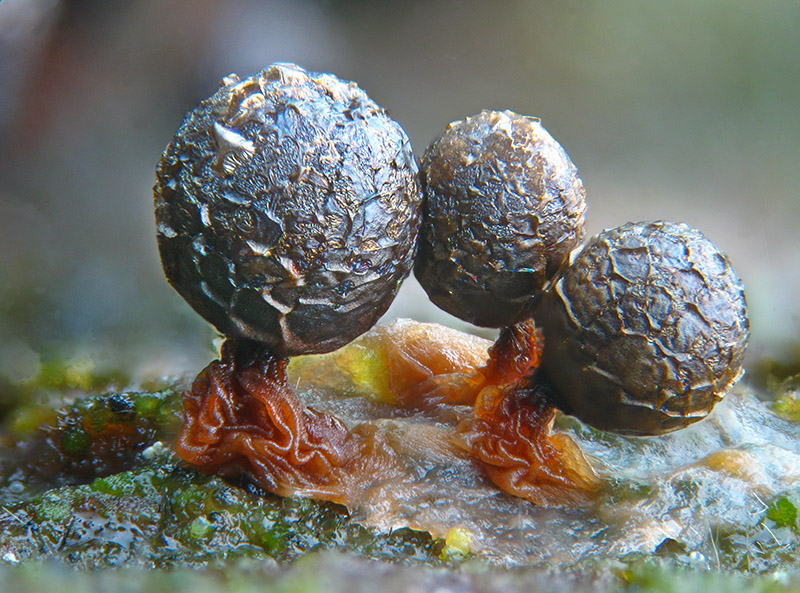Cribraria (argillacea)